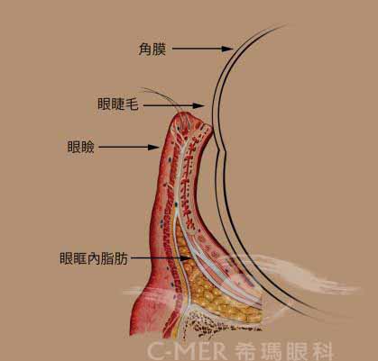 眼睫毛正常