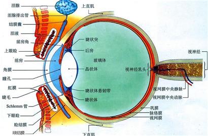 白内障的早期症状有哪些