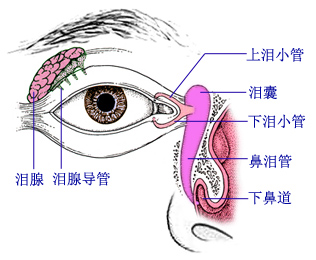 眼干--慎用人工泪液