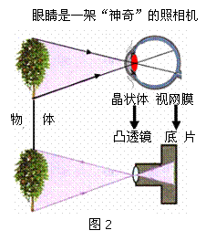 你出现黄斑病变危机了吗？