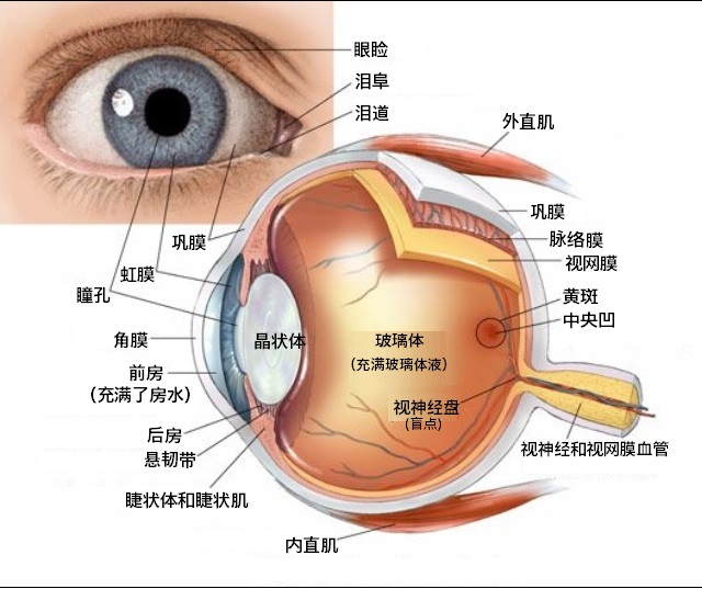 白内障与晶状体的关系