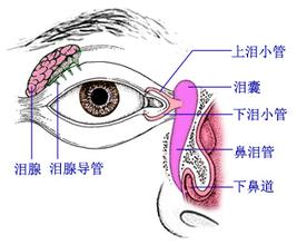 新生儿“眼脏”，不少家长误认为上火引起