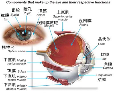 结膜在哪里？来看看它的常发眼病