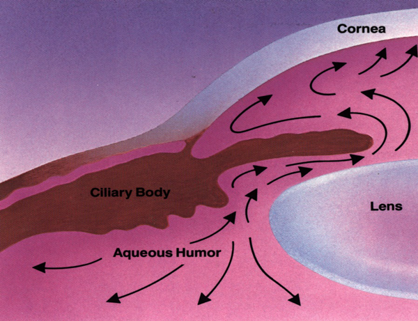 青光眼治疗 青光眼治疗